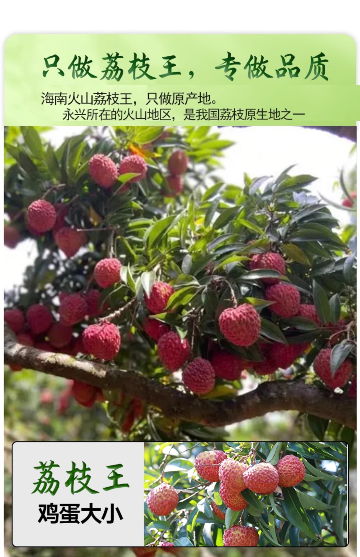 海南火山荔枝王现摘巨无霸特大超大新鲜水果整箱大荔枝5斤礼盒装-阿里巴巴