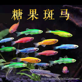 糖果斑马鱼小型灯科热带淡水鱼荧光翡翠绿好养易活活体鱼渔场批发