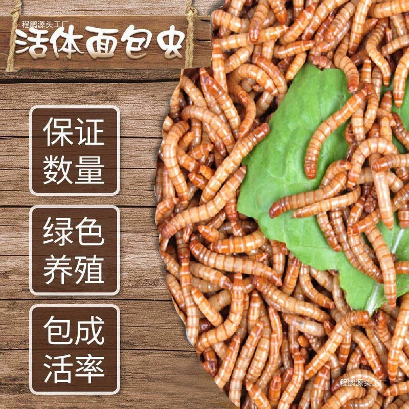 Biscia, mealworm, live insect, golden dragon fish, scorpion, rudin chicken, thrush, stone frog feed