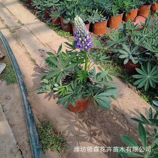 Lupine Potted Plant Lupine Lupine Outdoor Courtyard Mixed Color Flower Mirror Plant Base Wholesale Lupine Seedlings