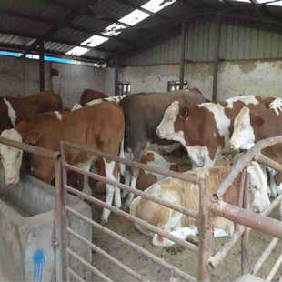 ���T����ţ�Bֳ�����������SţСţ�كr��ɽ����ţ�NţƷ�N