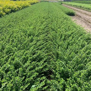 ���ش������l���G�̶�С����ɫ�K��֦���G�̶��ɻ��ʸ�