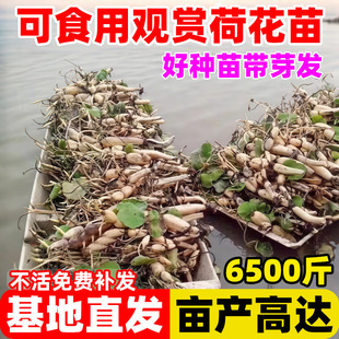 ʳ�ø߮aź�N�玧ѿɏ���N�Ӳ�ź��ź�����^�p���ͺɻ����źɏź