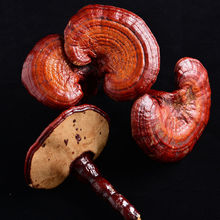 灵芝长白山赤灵芝野生切片纯龙芝紫灵芝片林芝灵芝茶野生