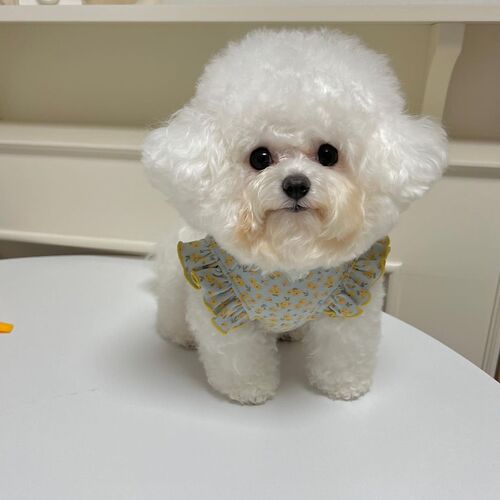 Bow floral small flying sleeve vest dog clothes cat universal teddy summer thin spring and autumn pet clothing