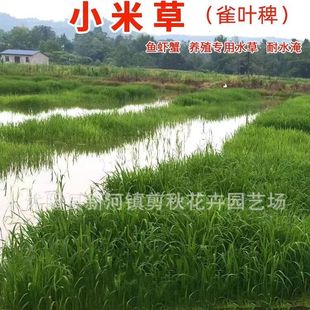 Xiaoziqieye Grass, Aquatic Grass, Shrimp and Crab Forage, Flood-Resistant Grass, Hunan Jizi Grass, Fish Grass Seeds, Landscaping