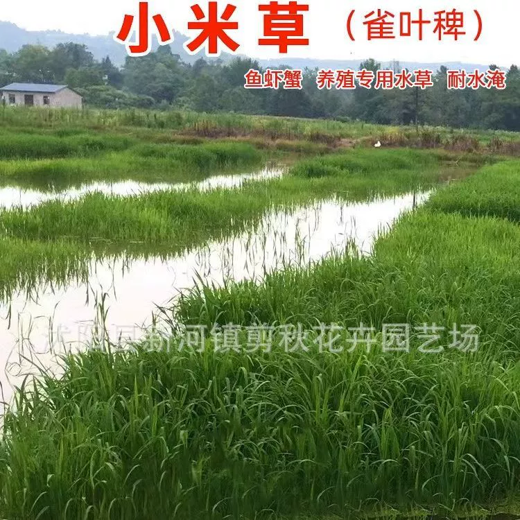 Просо Семян Травы Паспалум Трава Креветки Краб Кормовая Трава Семена Опустошение Устойчив Наводнение Хунань Просо Трава Карп Трава Семян Партия