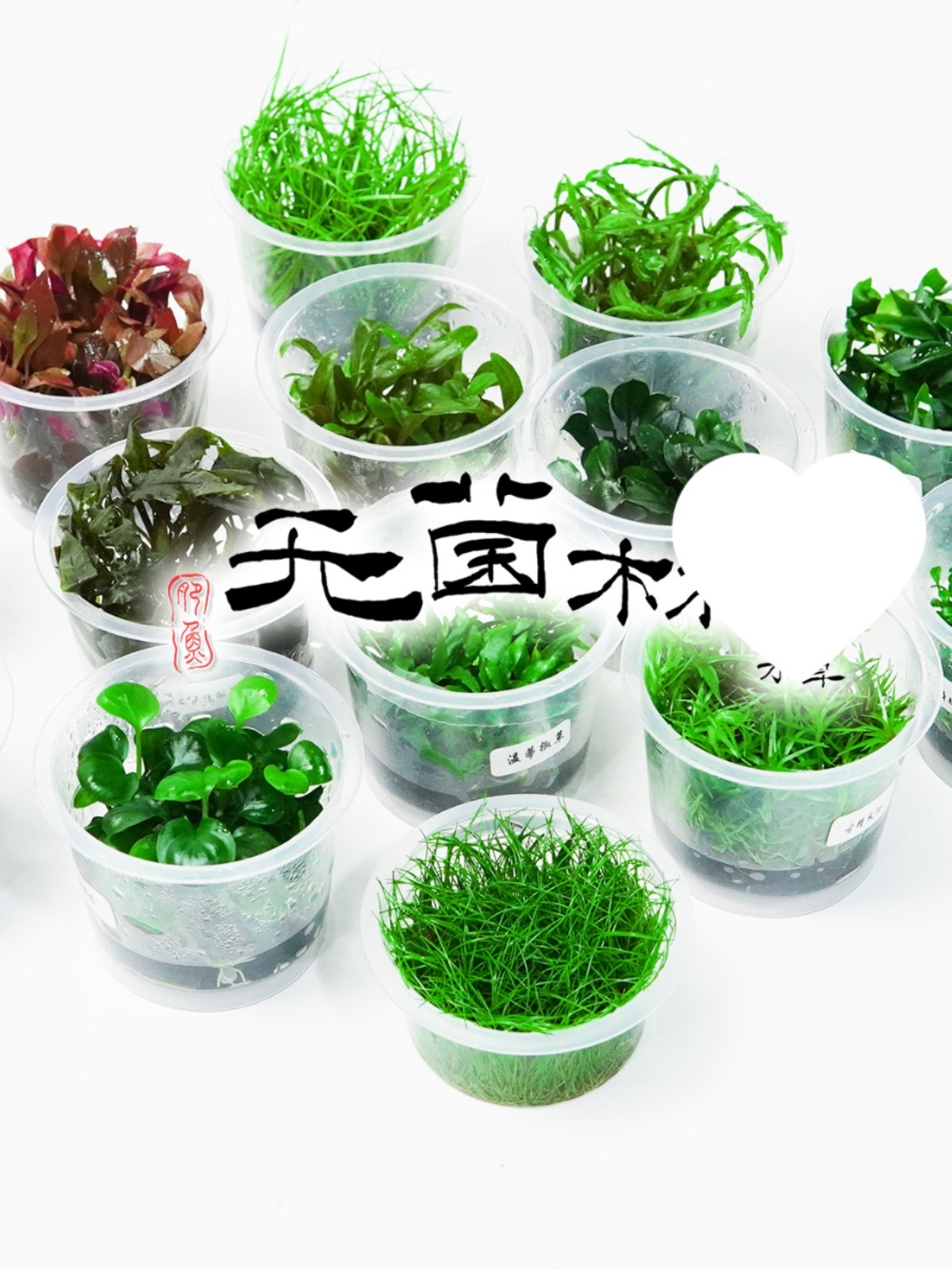 鱼缸水草莫斯无菌杯前景迷你牛毛日本矮珍珠椒草挖耳小水榕血心兰