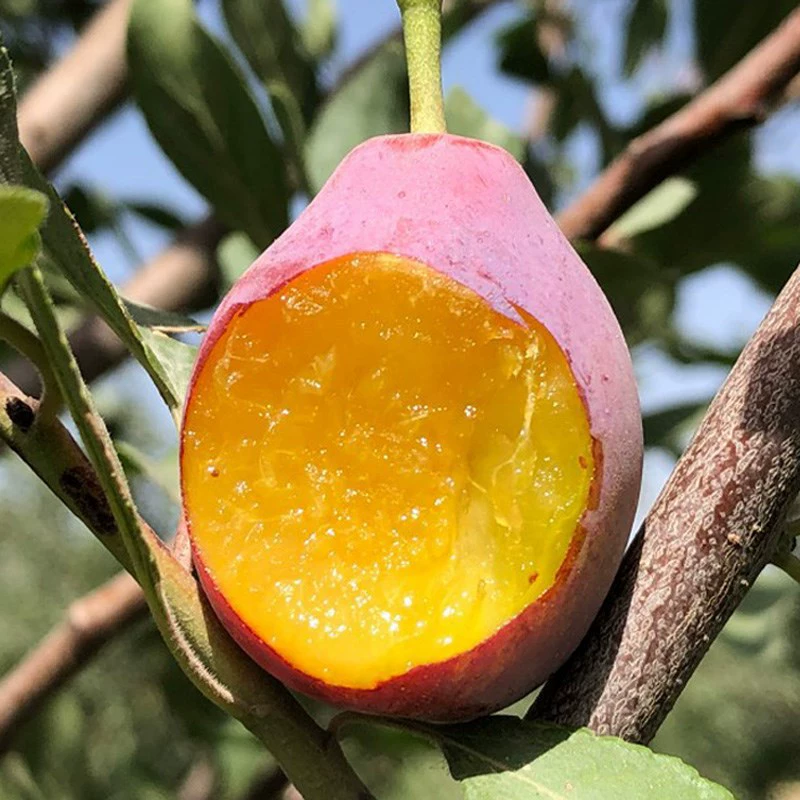 Саженцы фруктовых деревьев с поздним созреванием прививки Персик абрикос хрустящая Красная слива красная хрустящая Слива саженцы сливы без костей посадка саженцев фруктовых деревьев на юге и севере