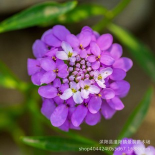Honey Flower Seeds for All Year Round Planting Indoor Balcony Potted Florals Bee Room Flower Twisted Flower Seeds