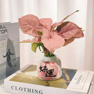 Pink Lady Good Luck Hydroponic Pot Desktop Pink Potted Water Cultured Flowers Purify the Air Lazy Soilless Plants