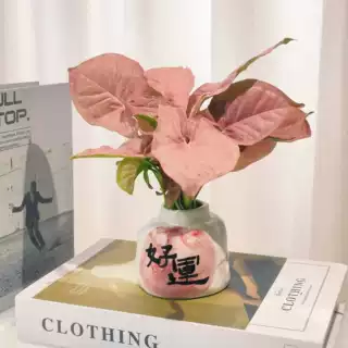 好运水培盆装桌面粉色盆栽水养花卉懒人无土植物好养室内红粉佳人