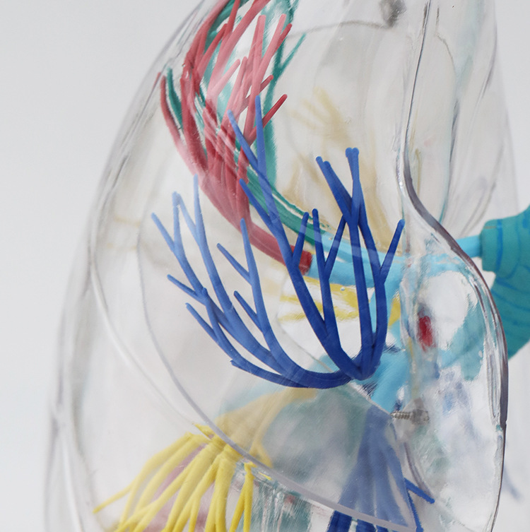 O1CN01MORy5L2Kk6XpNJ4OQ_!!3578