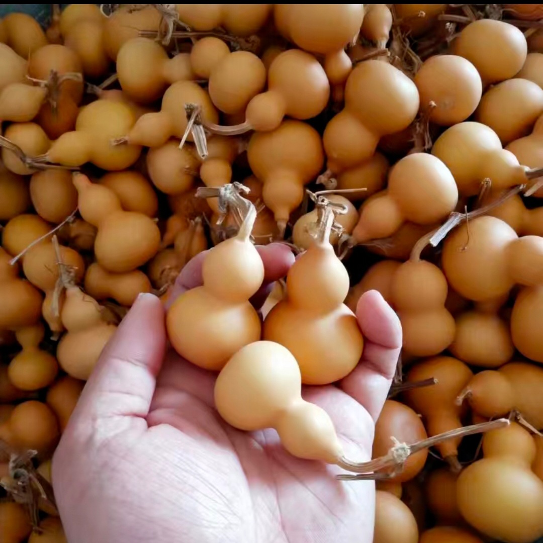 조롱박 1개는 약 4- 7cm