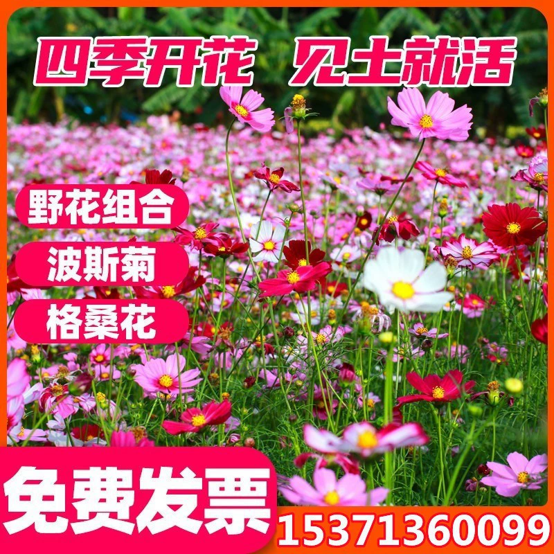 Оптовая Продажа Четыре Сезона Полевой Цветок Комбинированные Семена Цветок Гесанг Космос Семена Цинния Подсолнечника Виды Кореопсис Семена Цветов