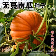 无蔓南瓜种子甜面南瓜板栗甜栗南瓜种籽窝瓜原装四季蔬菜种子大全