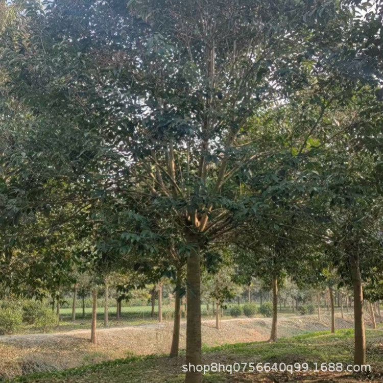 ��ҶŮ��10_����