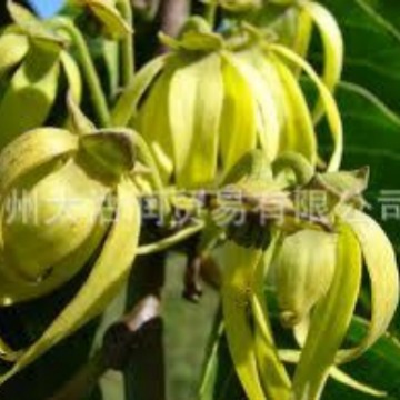 供应植物依兰精油 依兰精油原料 依兰油 原料批发CAS8006-81-3