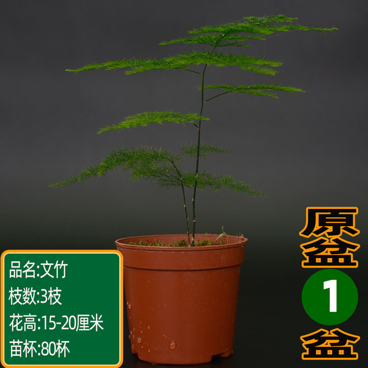 ����ֱ������С���������ѧ������������������