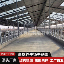 定制养牛场牛颈夹 畜牧养牛牛颈枷 牛用定位栏成品以及配件 批发