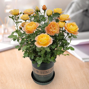 ��õ�廨���Թ�֭�������҃��̨���B�׻��¼��ļ��_����������