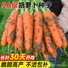 胡萝卜种子蔬菜种孑水果红樱桃萝卜籽种大全秋季种籽种植菜籽盆栽