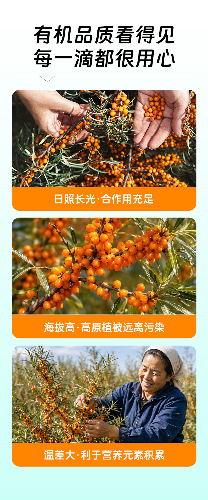 Organic Sea Buckthorn Berry Juice NFC Fresh Pressed Whole Fruit Sachets 210ml quality and texture