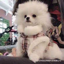 宠物狗狗衣服秋冬新款加厚保暖马甲合集泰迪法斗柯基小狗猫咪服饰