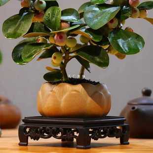 ✅ {With Fruit} Xiaopan Bodhi Tree Potted Plants Are Easy to Grow Indoor Study Office Green Plants New Chinoiserie Tea Table Pots