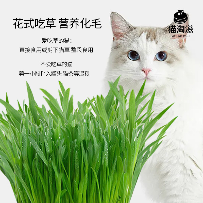 Cat Snacks, Cat Grass Seeds, Catnip, Nutritious Soil Planting, Hair Ball Removal, Cat Grass Set, Cat Grass Seeds Cat Snacks, Cat Grass Seeds, Catnip, Nutritious Soil Planting, Hair Ball Removal, Cat Grass Set, Cat Grass Seeds