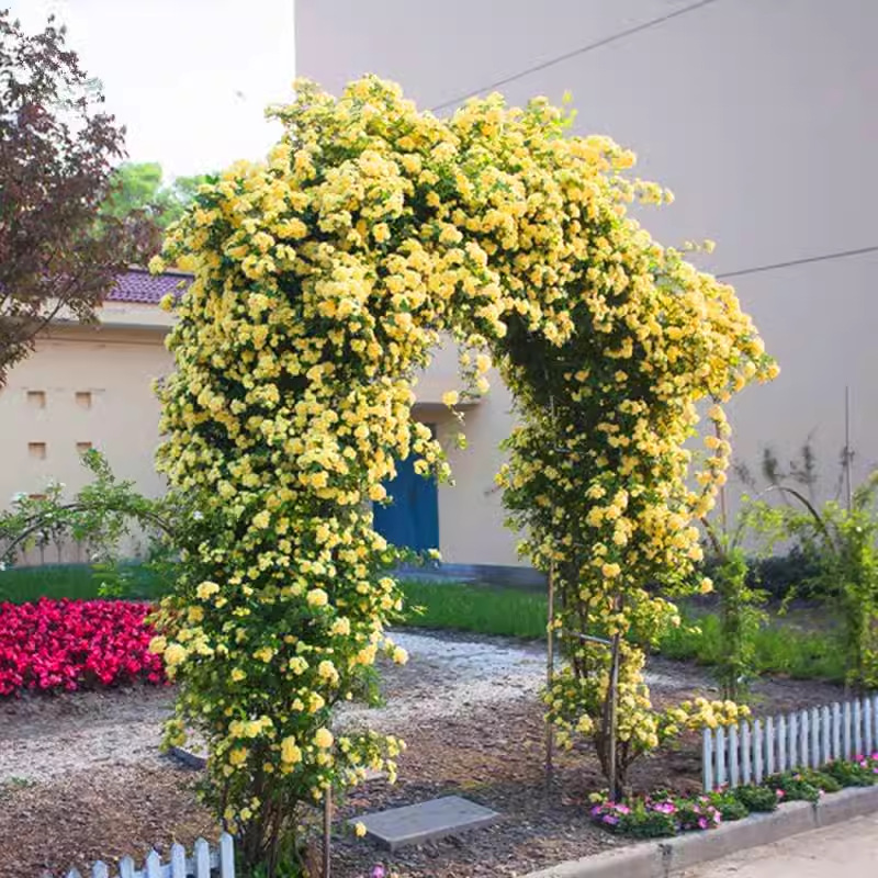 红木香花苗爬藤植物四季开花甜蜜黄木香白浓香盆栽蔷薇大花卉树苗