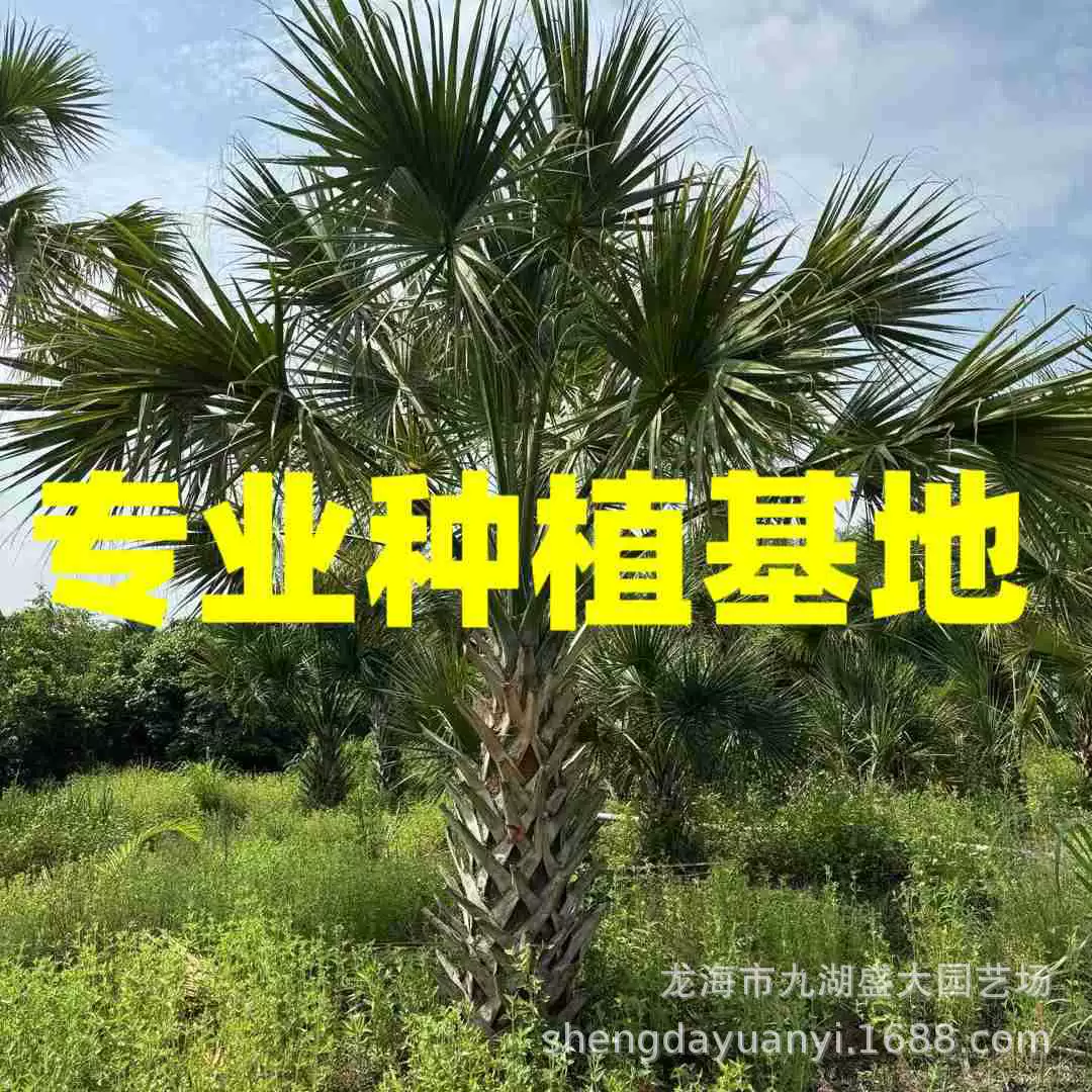 Цена на пальму капустную в Чжэцзяне, оптовая продажа пальмы «драконья чешуя» в Цзянси, Шанхай, база пальмы «драконья чешуя» в Фуцзяне, товары для пересадки пальмы «драконья чешуя»
