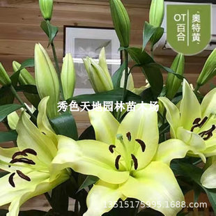 Ultra-Yellow Perfume Lily Bulbs with Buds, Double-Petaled Large Balls, Flower Seeds, Lily Seedlings, Easy to Survive Green Plants in All Seasons