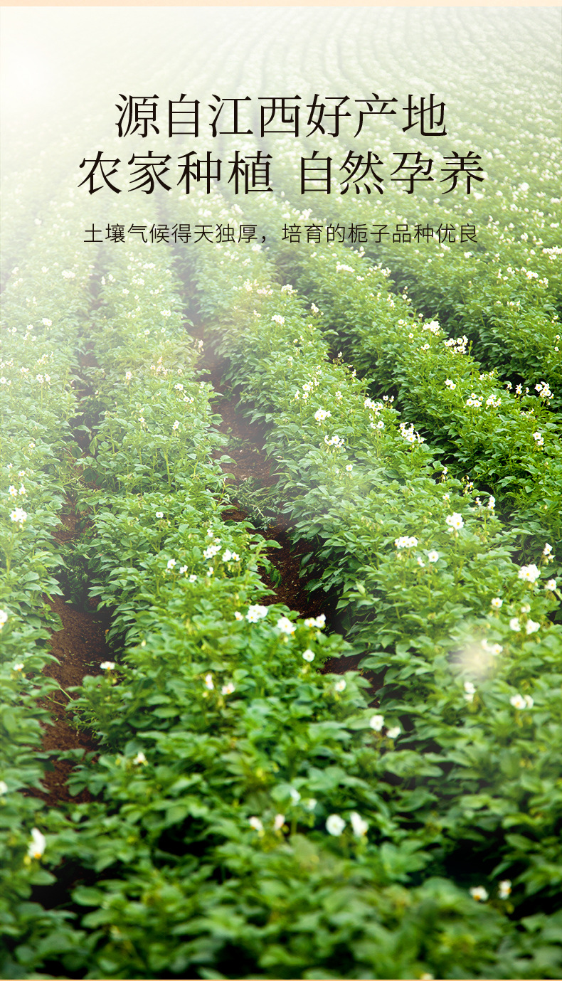 Dried Gardenia Fruit 200g Jar Zhi Zi Jiangxi First Harvest for Tea and Braised Dishes key features