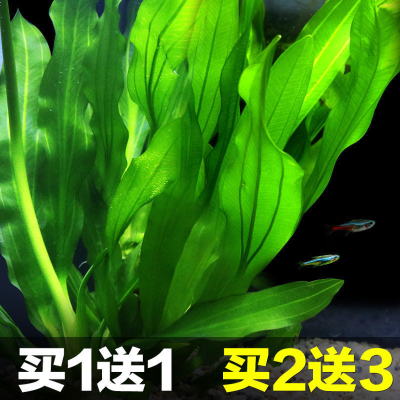 鱼缸水族箱造景水榕沉木活体水草淡水无土植物后景宫廷真水草绿菊 种苗花卉网