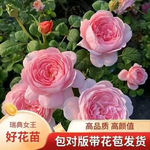 ���������l؛����֭�̨�¼�����õ�廨�����Դ󻨚W�����̨ͥ