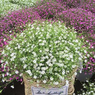 Gypsophila Flower Seeds Are Sown in All Seasons in Explosive Pots and Bloom Continuously. Indoor and Outdoor Balcony Potted Tabletop Flower Seeds