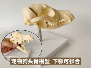 Wolf Dog skull model Canidae bone specimen oral activity teeth Canidae Felidae pet hospital ornaments