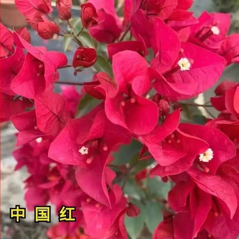 El rojo chino