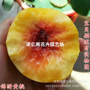 Authentic Beautiful Yellow Peach Saplings Grafted Peach Saplings Yellow Flesh Peach Saplings Planted in the South and North in the Same Year