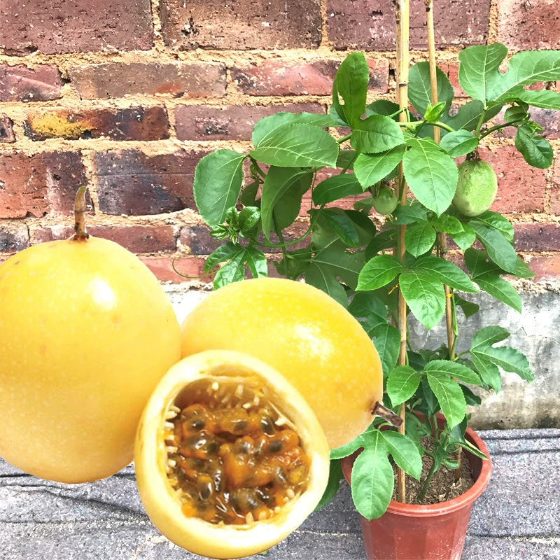 Пассез Фруктовая рассада Фиолетовый № 1 Золотая фруктовая звезда Яйцо Фруктовая рассада посажена Золотые пассизские фрукты