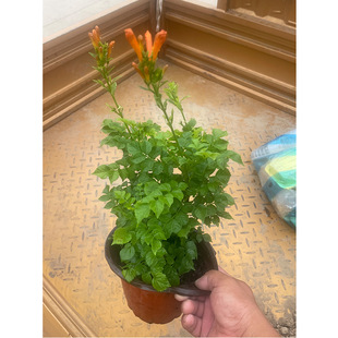����ֲ����ڻ����������������̻�����Ԯ���������������Nޱ���]