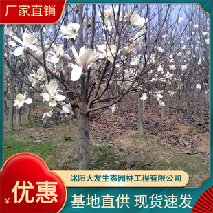 �������N����ֲ�� �� ����ֱ�N  �������m����