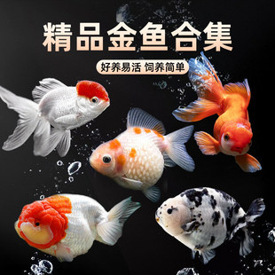 ���~���~�^�p�~С�͵�ˮ���B��ˮ�~�\��̩�{���^��β�m�۲ݽ��~��