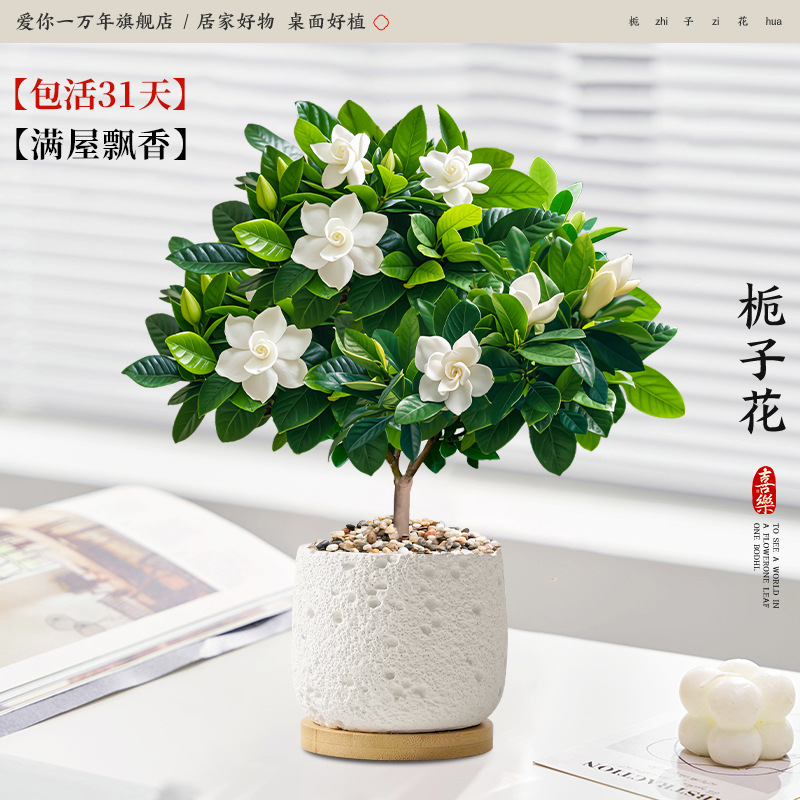 단극 치자나무 + 백성 화산 분지 + 대나무 트레이 (포장석 + 영양액 포함)