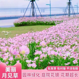 ������Ҋ�ݷN�Ӷ������ļ��_���׻��̨����ͥԺ����ҹ���㻨�N��