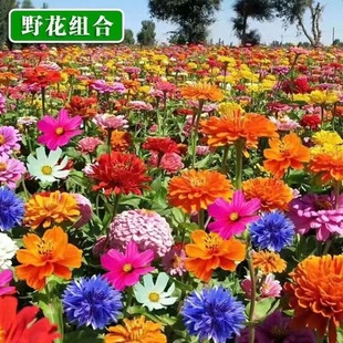 �ͺ����갫��Ұ���M�ϲ�˹�շN���ļ��׷N��ɣ����ͥԺ������ղ�