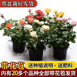 其他园林植物;水生植物;灌木
