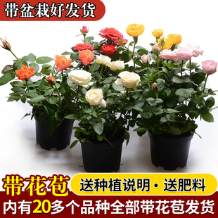 Rose Seedlings Extra Large Florals with Buds Florals and Green Plants Indoor and Outdoor Balcony Potted Roses Blooming in All Seasons