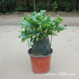 盆栽;月季蔷薇植物;乔木